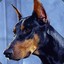 TheDobermann