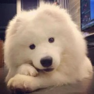 佛爷爱吃秋刀鱼