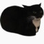 Maxwell the Cat