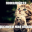 misshgen