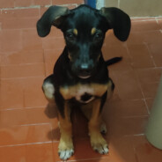 marreco