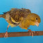 Shock Canary