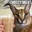 Creamy choccy milk