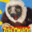 Zoboomafoo