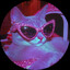 Misp