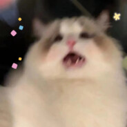 把我扔进猫猫海