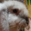 Mapachiin