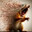 dissolving squirrel's Avatar