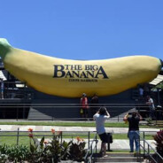 The Big Banana