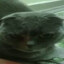 Кот-альтернатив