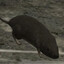 SoftboiChris