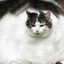 fat cat man
