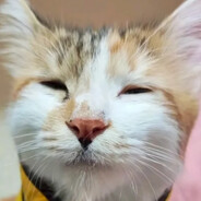 哈基米三花显化真君