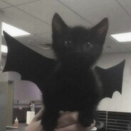 ホワイトパンダ