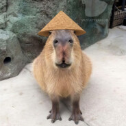 capybarq