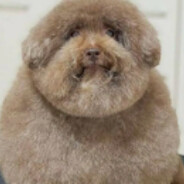 мимими собака