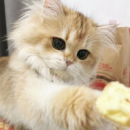 我是艾派克斯萌新，你可以叫我派萌