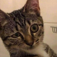 绾猫