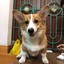 ディネーゼ