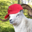 Trevis P