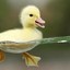 Duck_just _DUCK