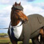 cavalo agiota