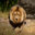 LION (SZ)