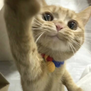 人生得意须尽欢