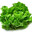 Lettuce