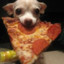 Pizza Dog