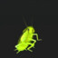 COCKROACH