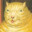 Medieval cat gang