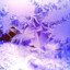 Frosty