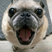 киси киси мяу мяу