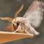 moth feet pics