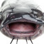 Ultimate CaFiss Attack!