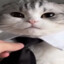 URF.IM Forsi