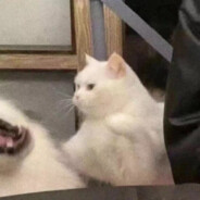 穿花裙子跳街舞