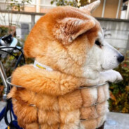 早起的鸟儿硬棒棒