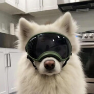 欲将心事诉与风