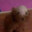 Chien Chauve 3