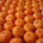 orange-BLH