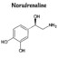 noradrenaline