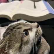 正在养一只叫夕雅的猫