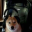 Perro gamer