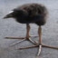 Kiwi bird