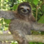 Sloth :)