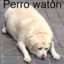 Perrito Watón