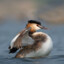 Grebe