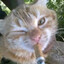 your neighbourhood cat's avatar